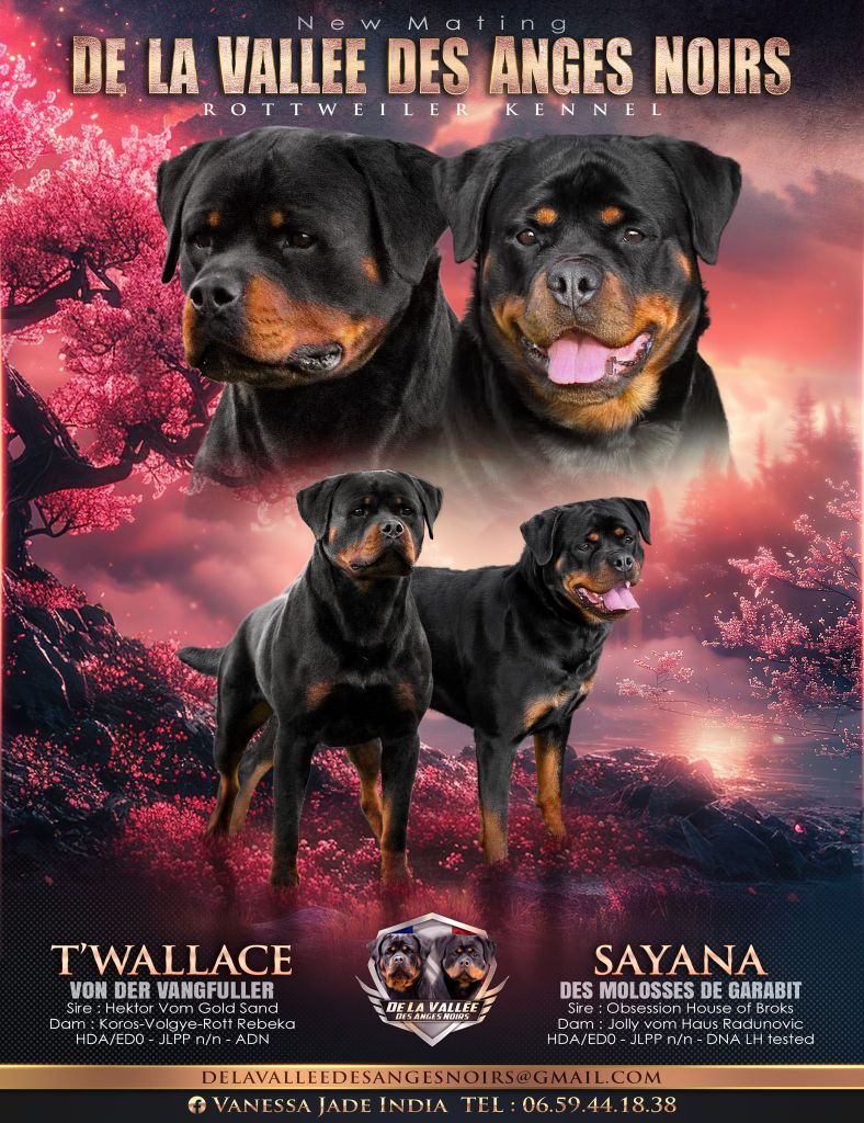 Sayana des Molosses de Garabit x T'Wallace von der Vangfuller